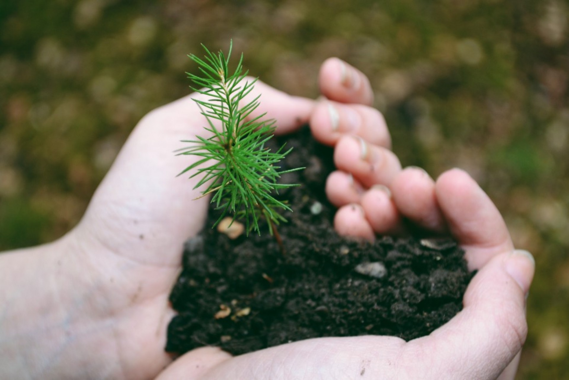 Green Guidance Survey Report: Practitioners Perspectives on Green Guidance